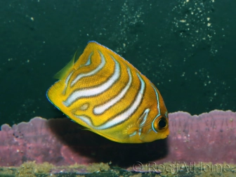 Pygoplithe diacanthus Special patern élevage Bali aquarich WYSIWYG 3 2,5-3,5cm