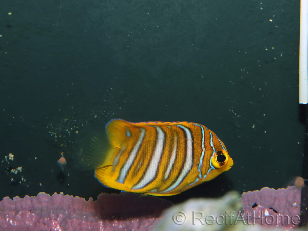 Pygoplithe diacanthus élevage Bali aquarich WYSIWYG 4 2,5-3,5cm