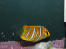 Pygoplithe diacanthus élevage Bali aquarich WYSIWYG 4 2,5-3,5cm