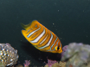 Pygoplithe diacanthus élevage Bali aquarich WYSIWYG 4 2,5-3,5cm