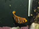 Pygoplithe diacanthus élevage Bali aquarich WYSIWYG 4 2,5-3,5cm