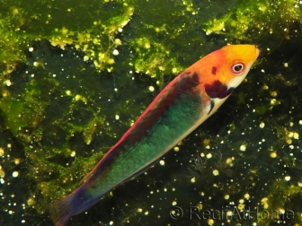 Cirrhilabrus solorensis 6-8 cm