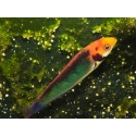 Cirrhilabrus solorensis 6-8 cm