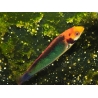 Cirrhilabrus solorensis 6-8 cm