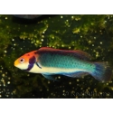 Cirrhilabrus solorensis 6-8 cm