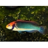 Cirrhilabrus solorensis 6-8 cm