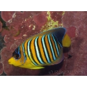 Pygoplites diacanthus (Mer rouge) 8-10 cm