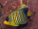Pygoplites diacanthus (Mer rouge) 8-10 cm