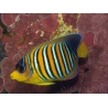 Pygoplites diacanthus (Mer rouge) 8-10 cm