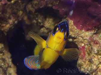 Pygoplites diacanthus (Mer rouge) 8-10 cm