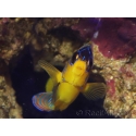 Pygoplites diacanthus (Mer rouge) 8-10 cm