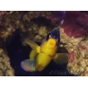 Pygoplites diacanthus (Mer rouge) 8-10 cm