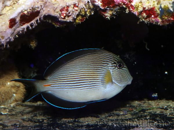 Acanthurus sohal