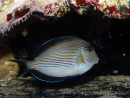 Acanthurus sohal