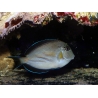 Acanthurus sohal