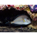 Acanthurus sohal