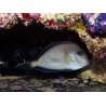 Acanthurus sohal