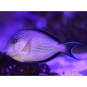 Acanthurus sohal