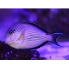 Acanthurus sohal