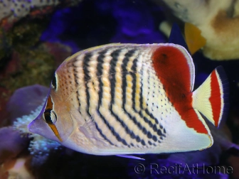 Chaetodon paucifasciatus