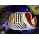 Chaetodon paucifasciatus
