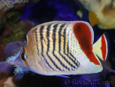 Chaetodon paucifasciatus