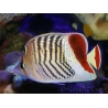 Chaetodon paucifasciatus