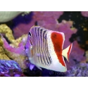 Chaetodon paucifasciatus