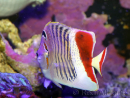Chaetodon paucifasciatus