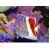 Chaetodon paucifasciatus