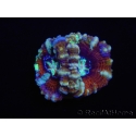 WYSIWYG Australophyllia wilsoni 25 (4.5 cm)