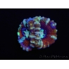 WYSIWYG Australophyllia wilsoni 25 (4.5 cm)