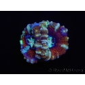 WYSIWYG Australophyllia wilsoni 25 (4.5 cm)