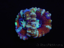WYSIWYG Australophyllia wilsoni 25 (4.5 cm)