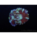 WYSIWYG Australophyllia wilsoni 25 (4.5 cm)