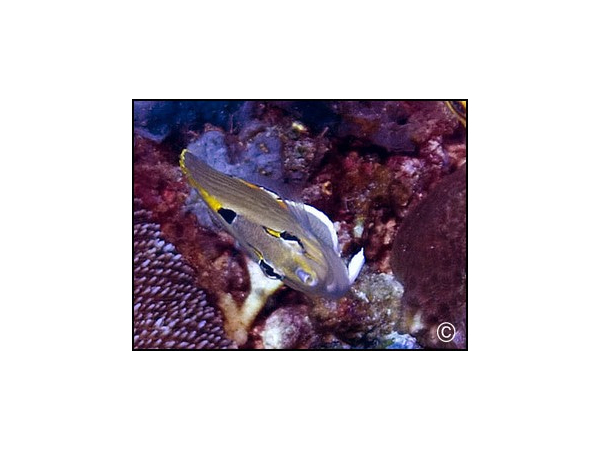 Chaetodon punctatofasciatus