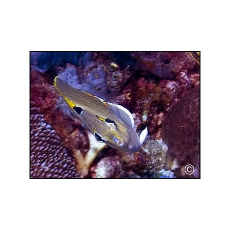 Chaetodon punctatofasciatus