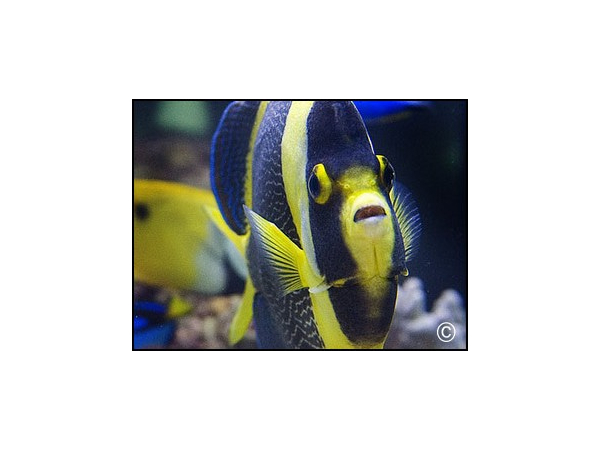 Chaetodontoplus duboulayi