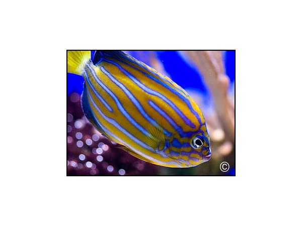 Chaetodontoplus septentrionalis