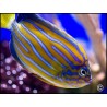 Chaetodontoplus septentrionalis