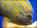 Chaetodontoplus septentrionalis