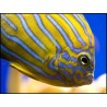 Chaetodontoplus septentrionalis