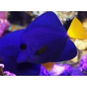 Zebrasoma xanthurum 5-6 cm