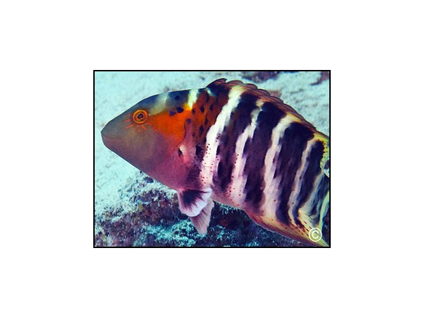 Cheilinus fasciatus