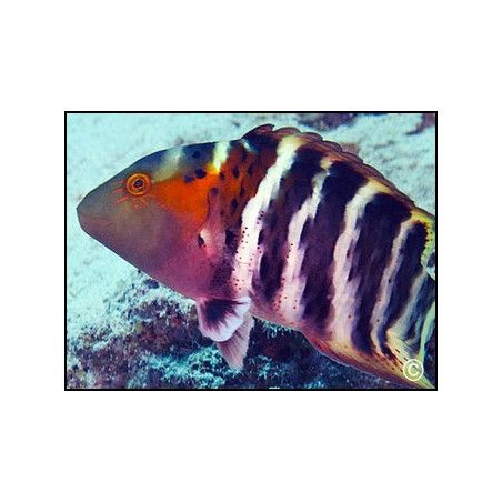 Cheilinus fasciatus