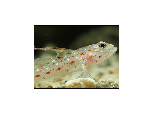 Ctenogobiops tangaroai