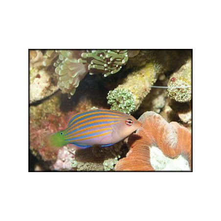 Pseudocheilinus hexataenia
