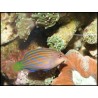 Pseudocheilinus hexataenia
