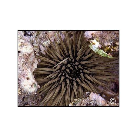Echinometra mathei