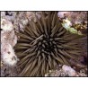 Echinometra mathei